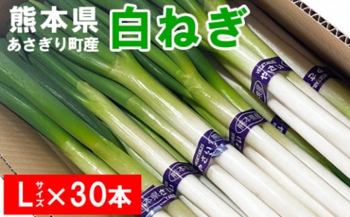 熊本県あさぎり町産　白ねぎ「球磨美人」Ｌサイズ×30本 　お届け時期：2023年11月中旬より順次発送　