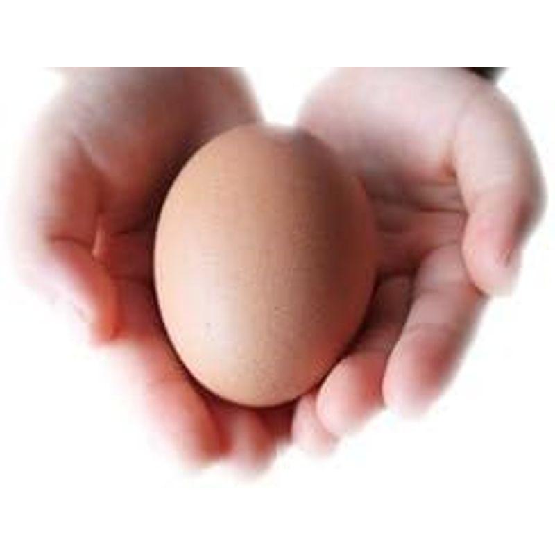 太陽食品 安全卵 高知の卵 10個