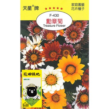 花田綠地種子-勳章菊