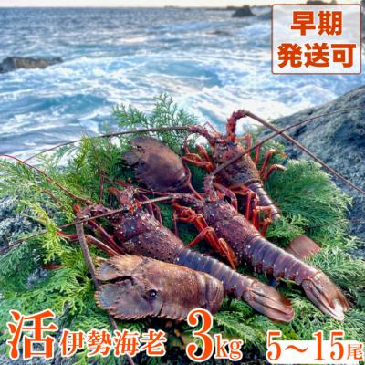 ふるさと納税 室戸市 活伊勢海老3kg