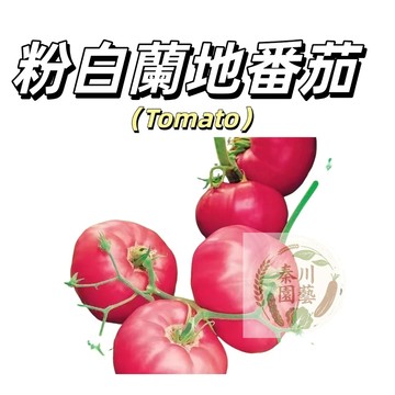 嘉義現貨（粉白蘭地番茄種子FQ-18）沙瓤美味大番茄四季播種盆栽果菜蔬菜種子#tomato