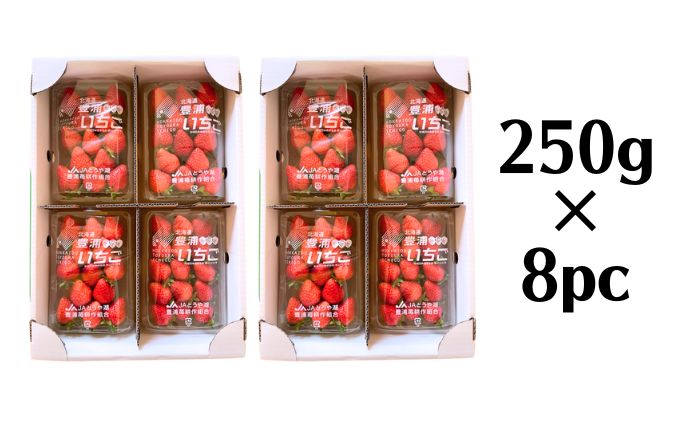 2024年5月上旬から出荷 北海道 豊浦 いちご 小玉 けんたろう 250g×8パック 約2kg 農園直送 採れたて 新鮮 産直 苺 ストロベリー