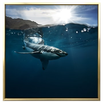 菠蘿選畫所 大白鯊掛畫 60 x 60cm 海洋主題掛畫  金色