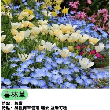 ✨ 嬰兒的藍眼 喜林草種子 粉蝶花 琉璃唐草 春季開花 綠肥地被 藍色花海 庭院陽台造景 蜜源植物 新手好種