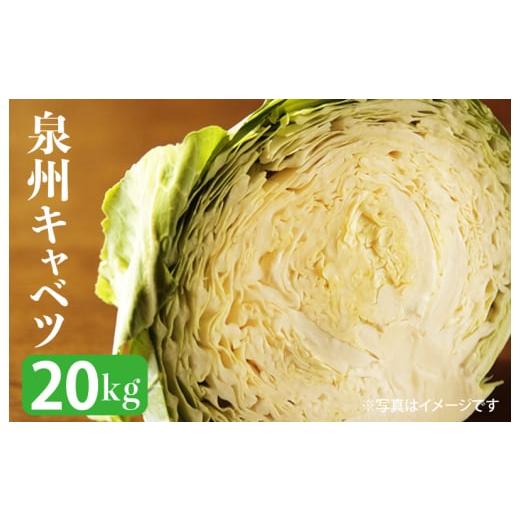 ふるさと納税 大阪府 泉佐野市 射手矢さんちの泉州キャベツ 20kg 先行予約