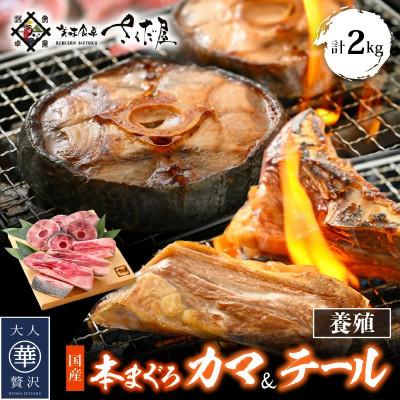 ふるさと納税 越前町 本マグロカマテール計2kg!!