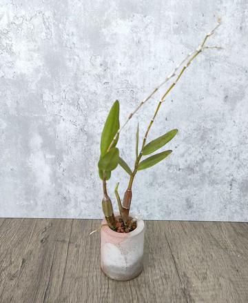 迷你盆栽--水泥盆鴿石斛   植物 盆栽