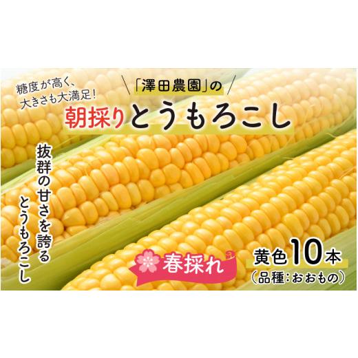 ふるさと納税 福井県 あわら市 春とうもろこし 10本 おおもの 黄色 朝採り ／ 期間限定 数量限定 ハウス栽培 産地直送 甘い スイートコーン とう…