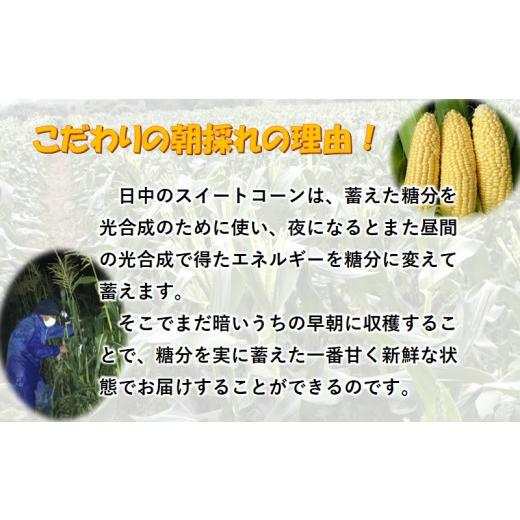 ふるさと納税 宮崎県 西都市  緒方さんちの朝どれスイートコーン『イエロー』7kg＜1-43＞