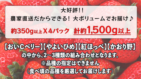 2024年1月中旬より順次発送 数量限定 農家直送 ♪ 八千代町産 いちご ボリュームパック （ 350g 以上 × 4パック 計約 1400g 以上） 人気 の 詰め合わせ セット イチゴ 苺 季節限定 茨城県 フルーツ 果物 食べ比べ セット スムージー ケーキ [AJ002ya]