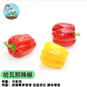 魔鬼椒種子 哈瓦那辣椒 世界第二辣 盆栽可種 觀賞食用 挑戰級辣度 自種辣椒 辣椒盆栽 陽台種植 嗜辣者專屬 種子現貨