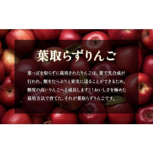 ふるさと納税 秋田県 鹿角市 《極》葉取らずりんご！ サンふじ 家庭用 小玉 10kg（46〜50玉）　葉とらず はとらず 林檎 リンゴ りんご 完…