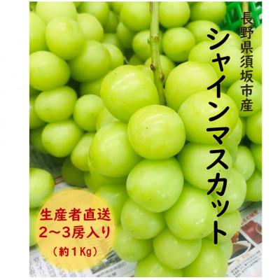 ふるさと納税 須坂市 長野県須坂市産シャインマスカット2〜3房(約1kg)