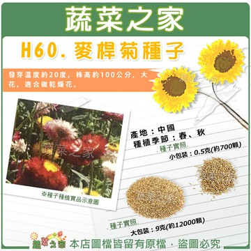 【蔬菜之家】H60.麥桿菊種子(瑞士巨人)  (共有2種包裝可選)
