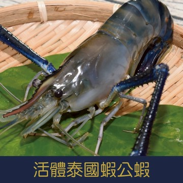 【就是愛海鮮】活體泰國蝦公蝦 (600g/斤)-每日現撈/產地直送 [量大可配合批發/團購]