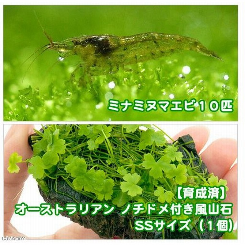 エビ 水草 育成済 オーストラリアン ノチドメ付き風山石 ｓｓサイズ ミナミヌマエビ付 水中葉 北海道 九州航空便要保温 通販 Lineポイント最大0 5 Get Lineショッピング