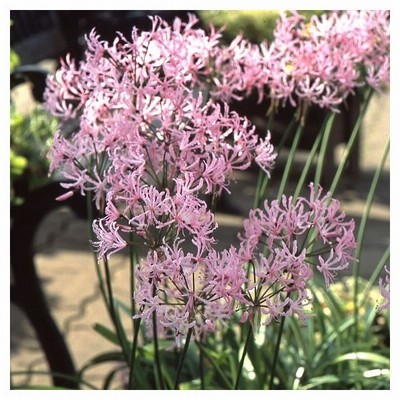 球根 22年4月上旬予約 ネリネ ダイヤモンドリリー クリスパ1球入り 通販 Lineポイント最大0 5 Get Lineショッピング