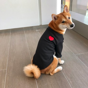 【汪喵森活－優惠出清💲】 愛心棉Tee 大狗衣服 秋冬服飾 狗衣服 貴賓 貓咪 中型犬服飾 雪納瑞 西高地 比熊 柯基