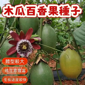 🔥木瓜百香果種子BXG-9西番蓮種子 時計果、時鐘果Passion Fruit多汁可口,果實飽滿薄皮四季盆栽水果種子