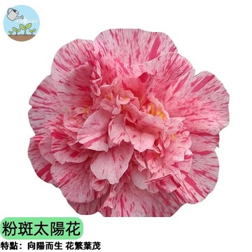 🌺【夢幻斑葉新品】粉斑太陽花種子 粉色  斑紋葉片 觀葉觀花兩用 陽台盆栽 蜜源植物 超好種 台灣現貨 四季可種