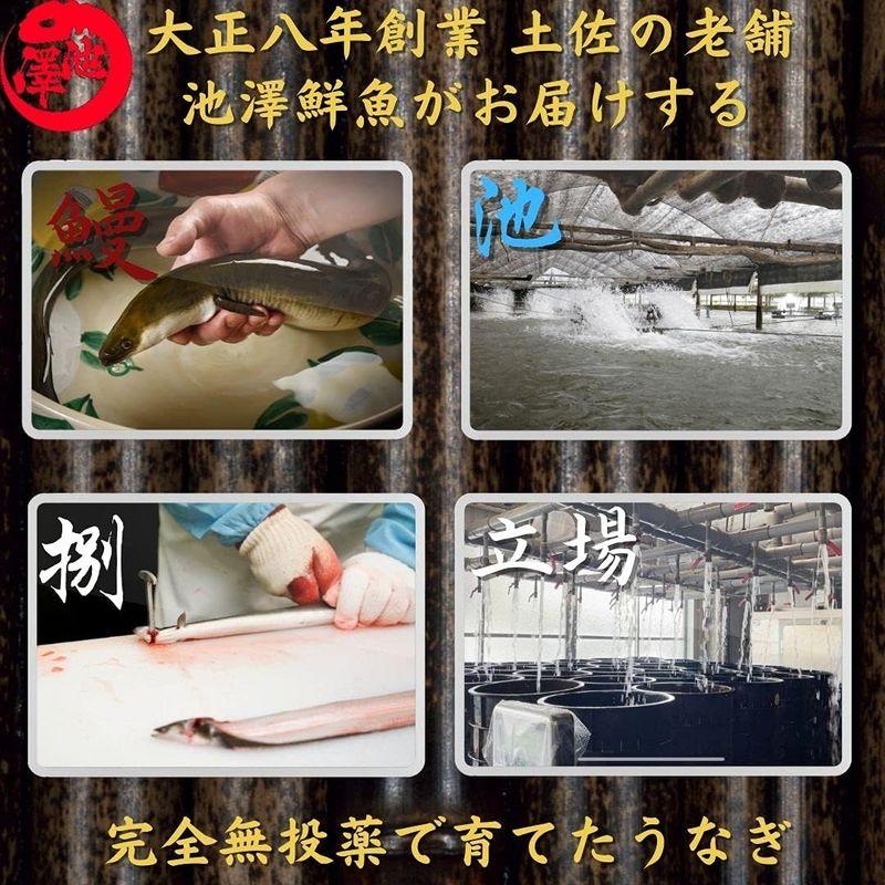 四万十川産 うなぎ 蒲焼き 無投薬 約150g×3尾 池澤鮮魚 誕生日 国産 (贈答用ギフト包装)