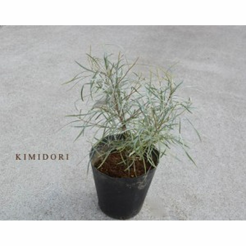 エンドリチェリアナ グレビレア グレヴィレア 約40cm オージープランツ グレビリア オージープランツ オーストラリア 観葉植物 植木 庭木 通販 Lineポイント最大1 0 Get Lineショッピング