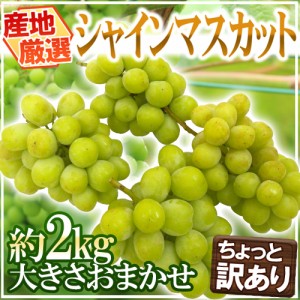 ”シャインマスカット” ちょっと訳あり 約2kg以上 大きさおまかせ 産地厳選