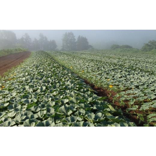 ふるさと納税 北海道 赤井川村 ＡＢＥ　ＦＡＲＭのかぼちゃ（北海道赤井川村のかぼちゃ専門農家）