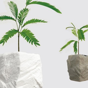 │ 方盆系列 │ 小豆樹 - 寵物友善 日系小樹 水耕植物 懶人盆栽