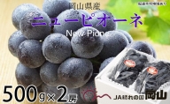 ニューピオーネ 約500g×2房  岡山県産 葡萄 ぶどう 果物 フルーツ 2023年 先行予約