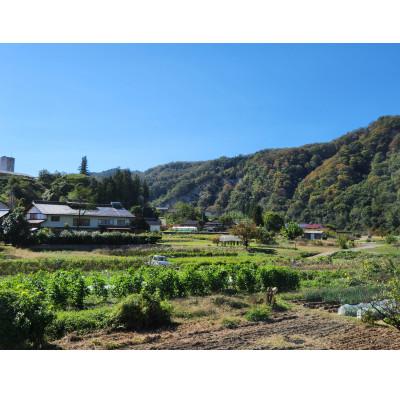 ふるさと納税 長野市 信州　採れたて旬の野菜セット