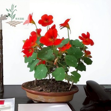 青禾園藝（重辦旱金蓮種子）無水蓮花台灣花烏金蓮花種子 種植一次多年開花垂吊圍墻花爬藤攀援觀賞花卉種子#食用花種子