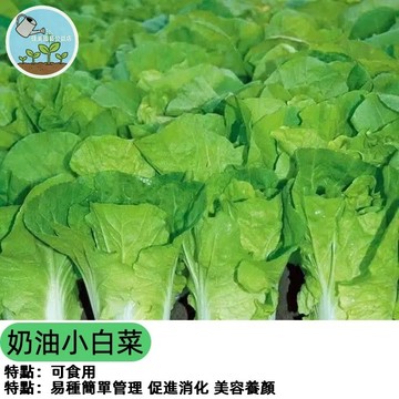 四季奶油小白菜種子 速生小白菜種子  速生快收 家庭陽台盆栽 全年可種 免農藥 有機蔬菜 新手友善