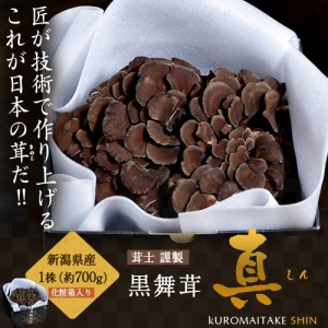 新潟県産　黒舞茸『真』　1株（約700g）　化粧箱　※冷蔵