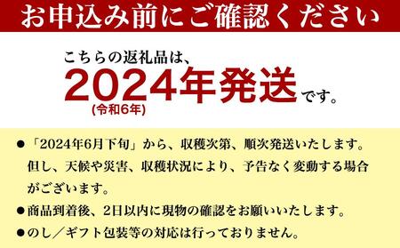 アップルマンゴー 秀品 南城市 約2kg (3～5玉)