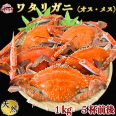 天然 ボイル ワタリガニ(オス・メス)1kg[5杯前後]