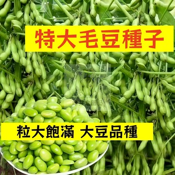 🌱【現貨-隔日到店】特大毛豆種子MD-1 粒大飽滿 大豆品種 青豆 毛豆 大豆高產早熟 農家菜 田園庭院四季豆類蔬菜種子
