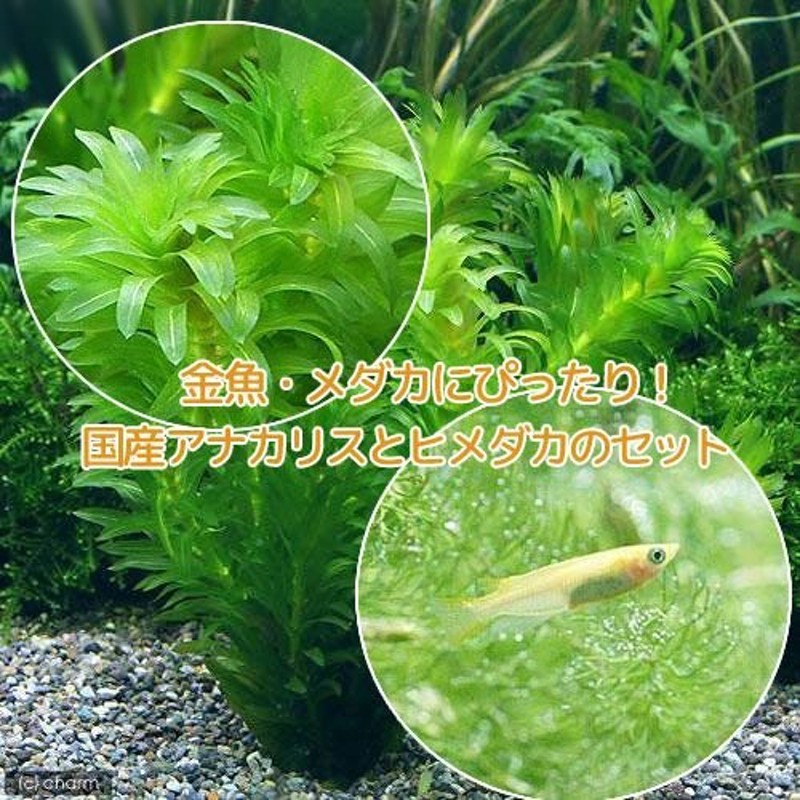 2000本以上 阿蘇の湧水で育った水草 天然アナカリス - 水草