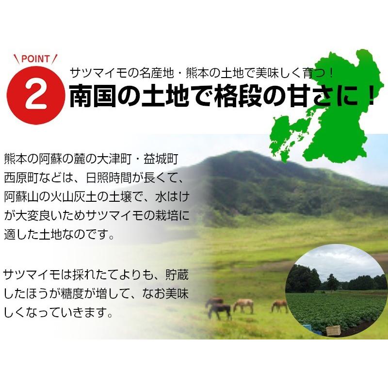 熊本産紅はるか丸形Ｓサイズ蜜芋 送料無料 ご家庭用 お歳暮