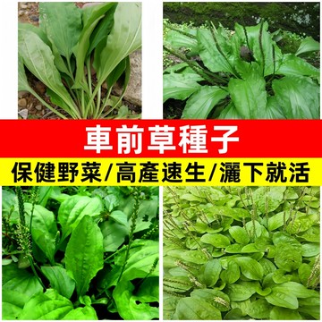 🥬車前草種子高發芽率 耐寒耐旱野菜車前子速生高產四季播種盆栽地栽  野菜種子 家庭菜園 陽臺盆栽 易種活 可食用