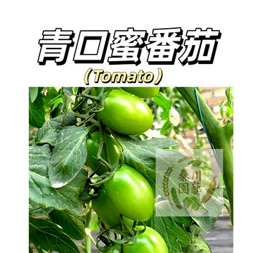 嘉義現貨（青口蜜小番茄種子FQ-39）生吃水果西紅柿~青色小櫻桃蕃茄小聖女柿子果菜蔬菜種子#tomato