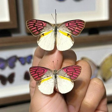 🦋胭脂端粉蝶🦋蝴蝶 昆蟲 模型 乾貨三角紙包裝 #非活體 #類模型 #藝術品