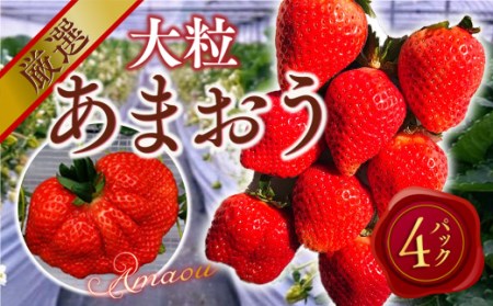 厳選大粒あまおう(4パック)※2024年2月上旬から4月上旬にかけて順次出荷予定　MY009