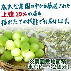 ふるさと納税 山梨県産シャインマスカット　2房　1kg以上　※2024年9月から発送 山梨県大月市