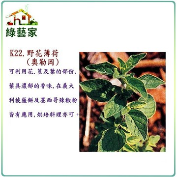 K22.野花薄荷(奧勒岡)種子300顆(可利用花.莖及葉的部份,葉具濃郁的香味)香草類種子【綠藝家】