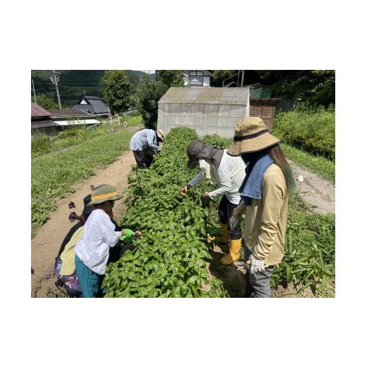 ふるさと納税 京都府 綾部市 京都府綾部市の季節の野菜セットM（3〜4名様分）農薬不使用 無農薬 新鮮 野菜 セット 詰め合わせ 京都 綾部 農家直送