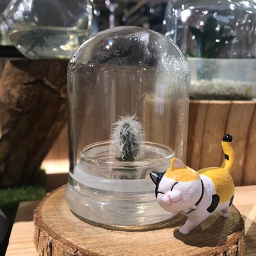 多肉植物【白宮殿】玻璃球2 辦公室內療癒植物盆栽