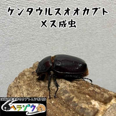ケンタウルスオオカブト 035 ケンタウルスオオカブト （天然採取）入荷しました。 本日は定休