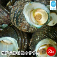 絶品！！瀬戸内海自慢のサザエ2kg