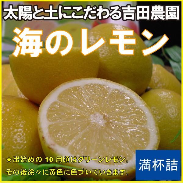 吉田農園の「海のレモン」一箱（約2kg）